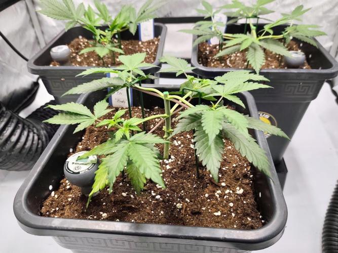 Dognabis#024P. Week 6