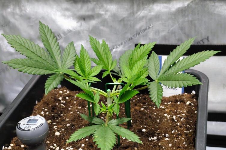 Dognabis#024P. Week 6