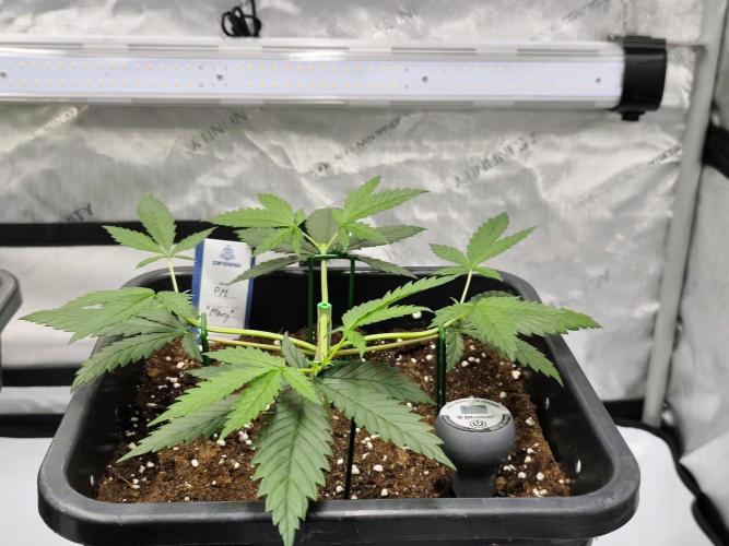 Dognabis#024P. Week 6