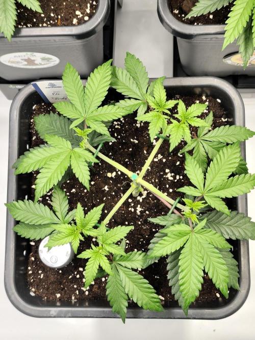 Dognabis#024P. Week 6