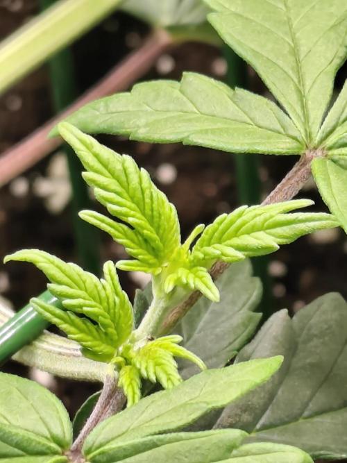 Dognabis#024P. Week 6