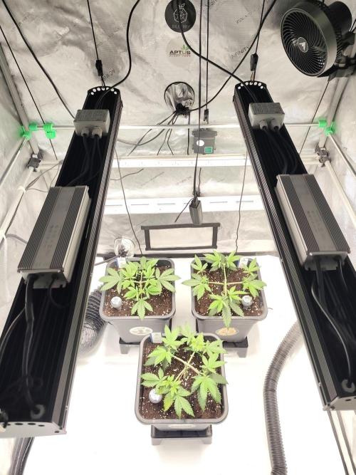 Dognabis#024P. Week 6