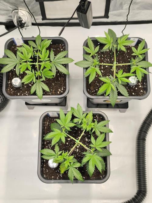 Dognabis#024P. Week 6