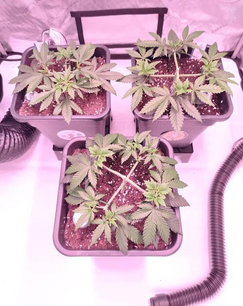 Dognabis#024P. Week 7