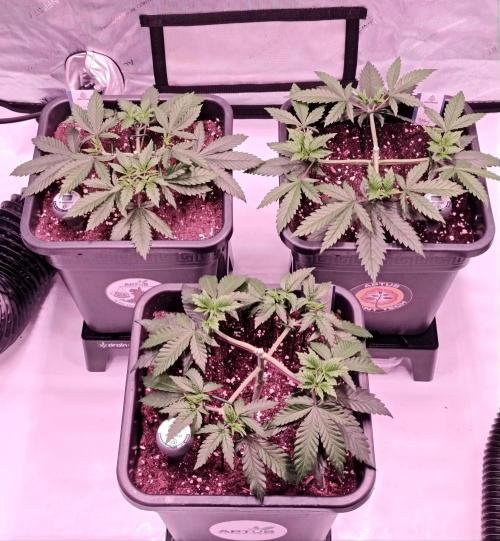 Dognabis#024P. Week 7