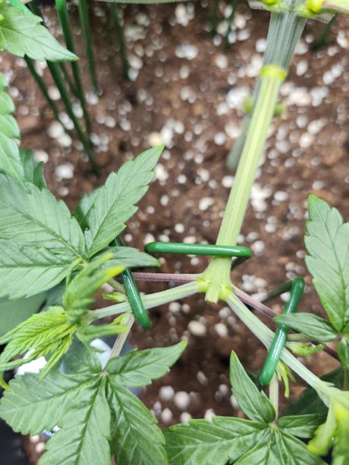 Dognabis#024P. Week 7