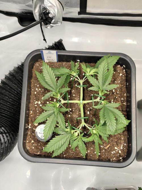 Dognabis#024P. Week 7