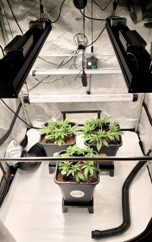 Dognabis#024P. Week 7