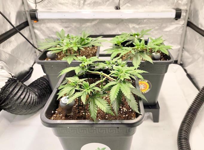 Dognabis#024P. Week 7