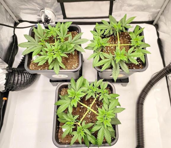 Dognabis#024P. Week 7