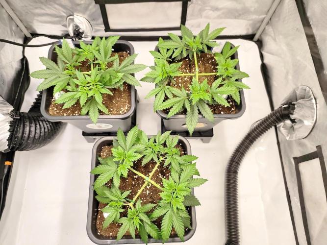 Dognabis#024P. Week 7