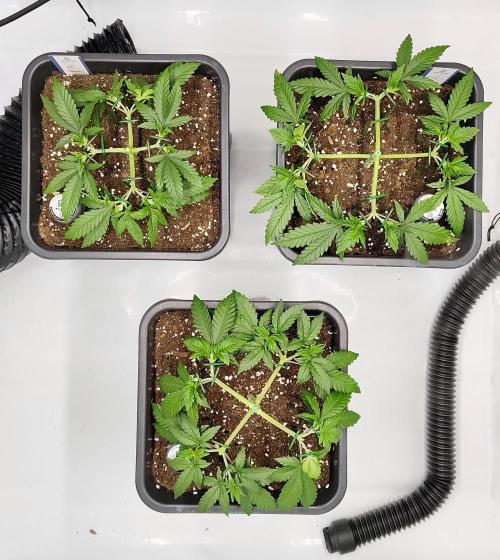 Dognabis#024P. Week 7