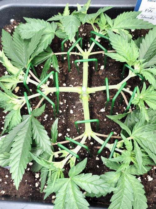 Dognabis#024P. Week 8