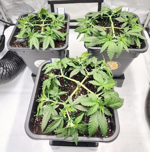 Dognabis#024P. Week 8