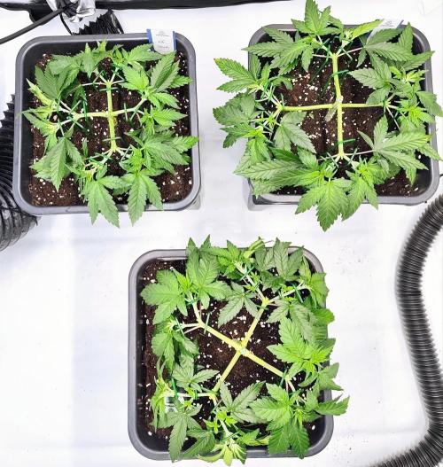 Dognabis#024P. Week 8