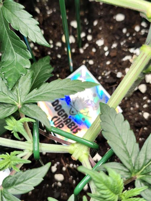 Dognabis#024P. Week 8