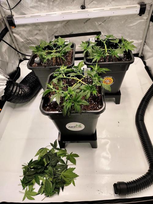 Dognabis#024P. Week 8