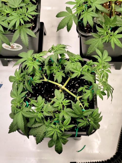 Dognabis#024P. Week 8