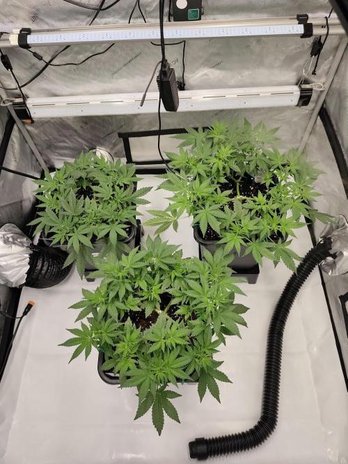 Dognabis#024P. Week 9