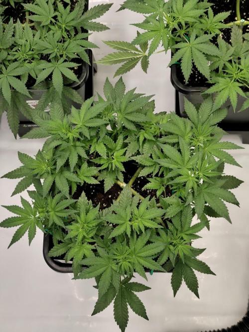 Dognabis#024P. Week 9