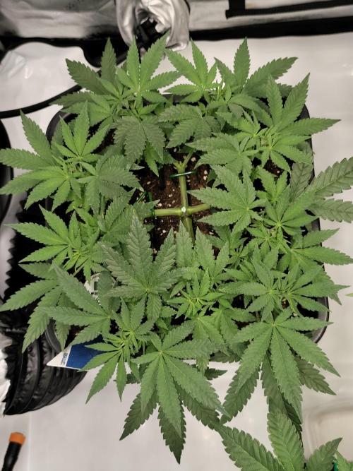 Dognabis#024P. Week 9