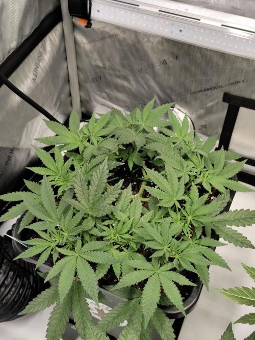 Dognabis#024P. Week 9