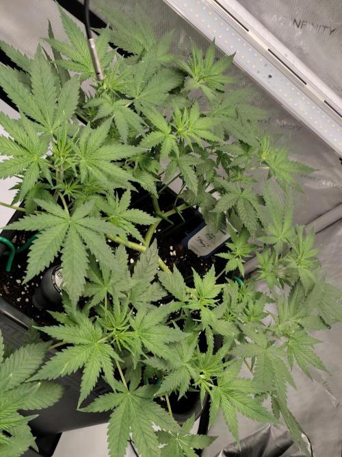 Dognabis#024P. Week 9