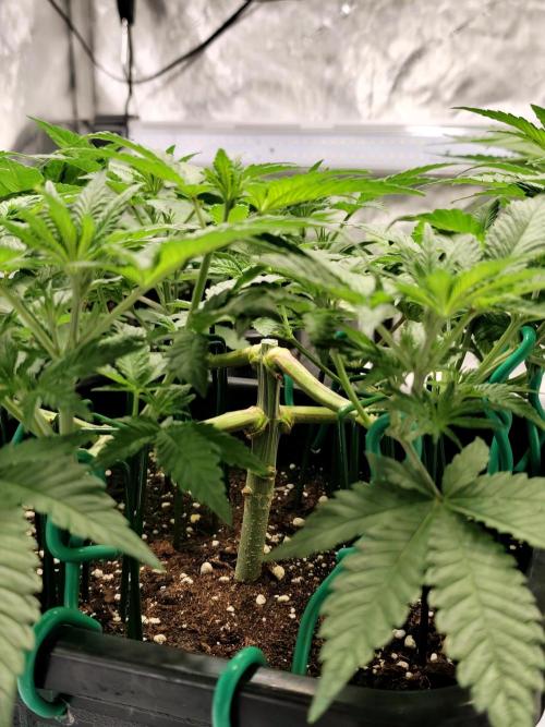 Dognabis#024P. Week 9