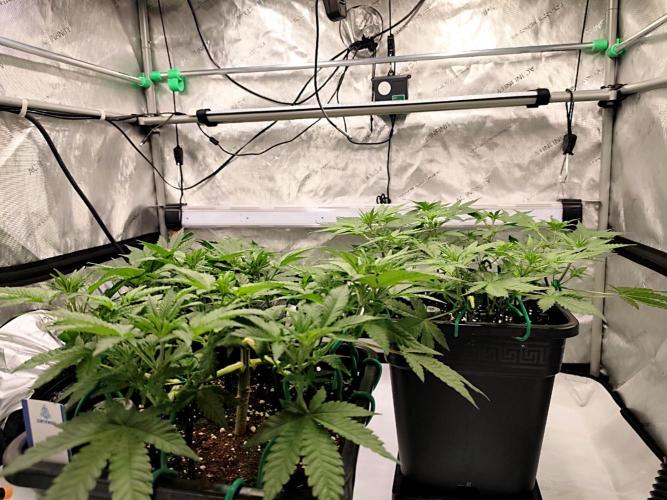 Dognabis#024P. Week 9