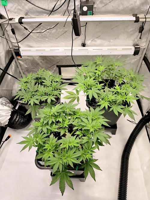 Dognabis#024P. Week 9