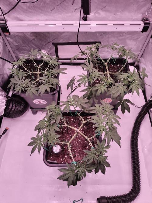 Dognabis#024P. Week 9