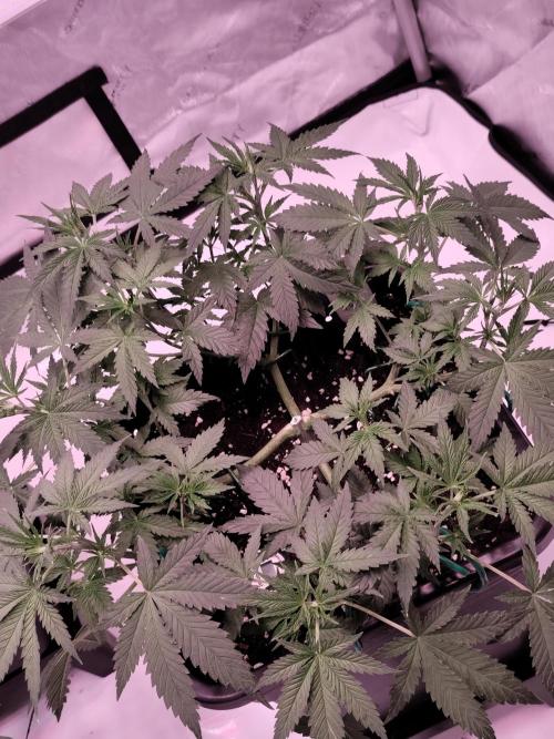 Dognabis#024P. Week 9