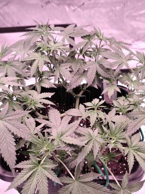 Dognabis#024P. Week 9