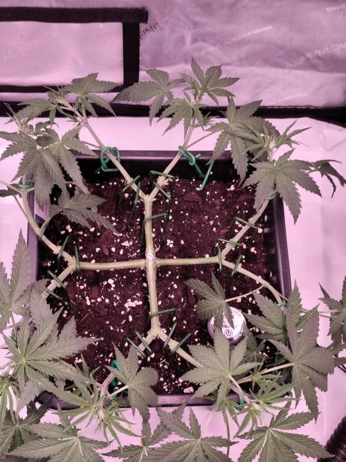 Dognabis#024P. Week 9