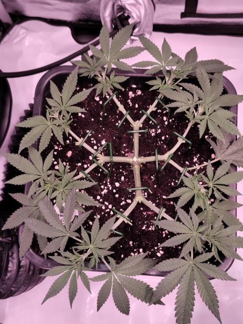 Dognabis#024P. Week 9