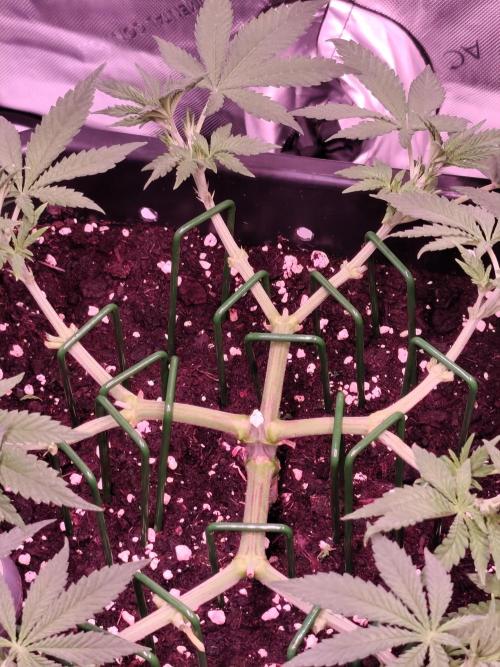 Dognabis#024P. Week 9