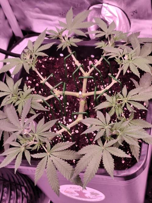 Dognabis#024P. Week 9