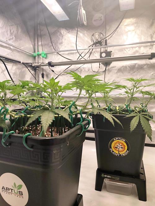 Dognabis#024P. Week 9