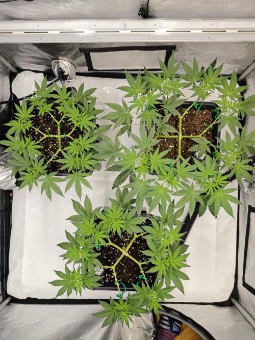 Dognabis#024P. Week 9