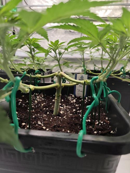 Dognabis#024P. Week 9