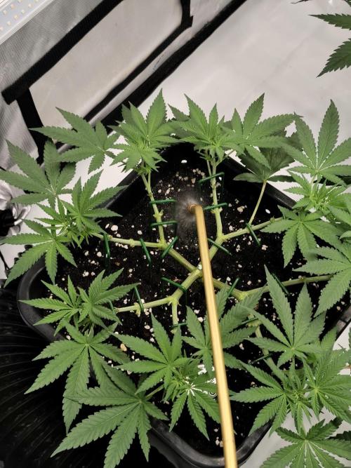 Dognabis#024P. Week 9