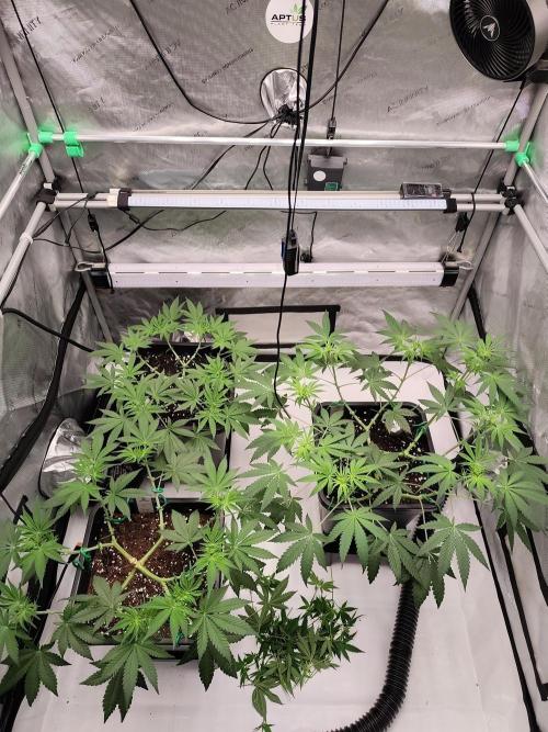 Dognabis#024P. Week 9