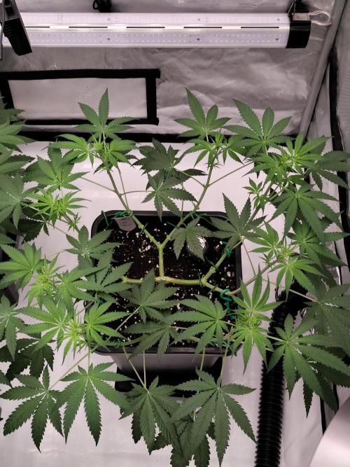 Dognabis#024P. Week 9