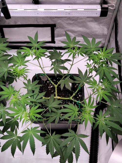 Dognabis#024P. Week 9