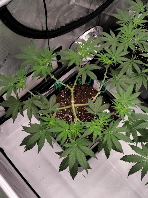 Dognabis#024P. Week 9