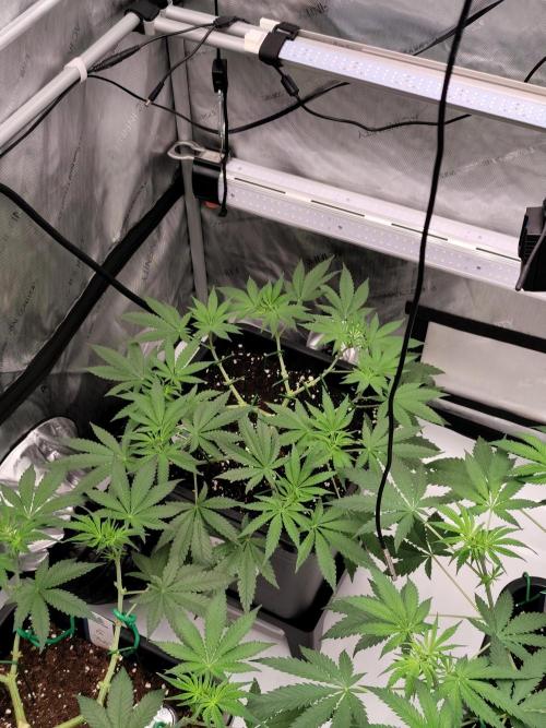 Dognabis#024P. Week 9