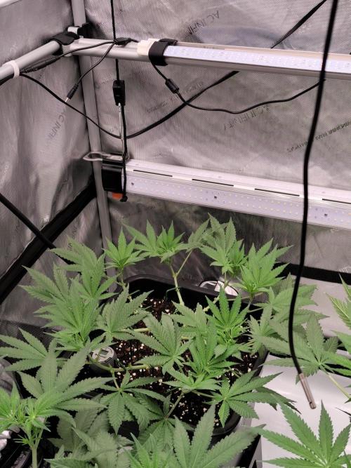 Dognabis#024P. Week 9