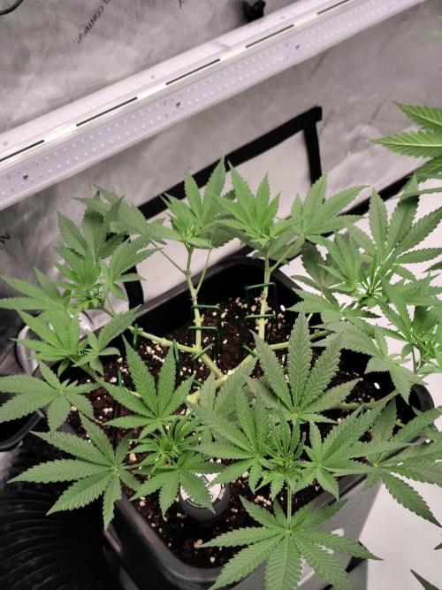 Dognabis#024P. Week 9