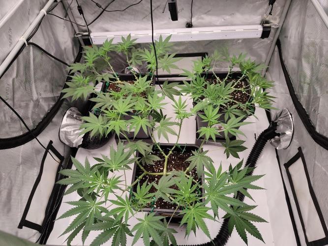 Dognabis#024P. Week 10