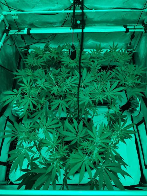 Dognabis#024P. Week 10